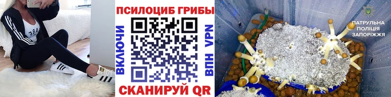 Псилоцибиновые грибы Cubensis  Купить закладки  Новошахтинск 